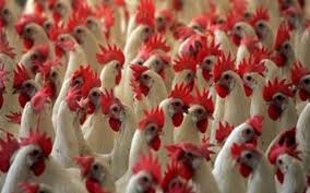 Unsafe bird marketing and poultry, risk for bird flu